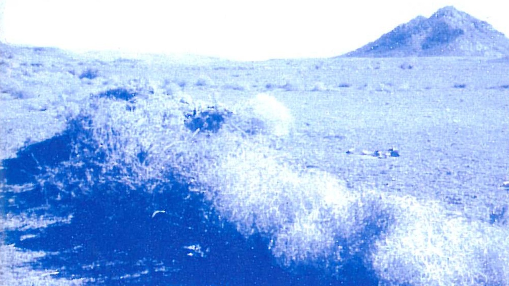 DAS LEBEN IN DER WÜSTE