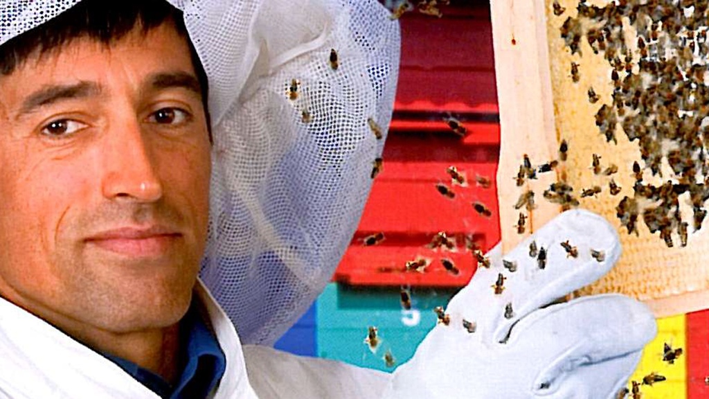 QUARKS & CO: Warum sterben die Bienen?