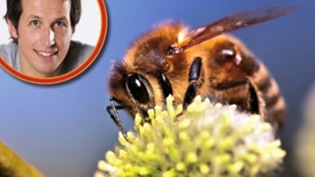 WILLI WILLS WISSEN – Das kreucht und fleucht und summt und brummt