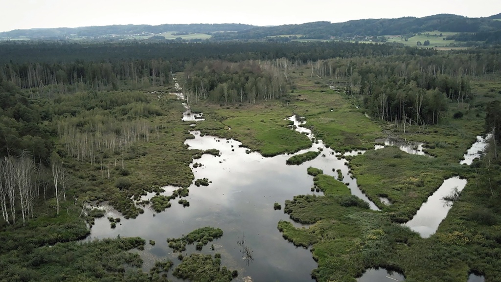 Sinkendes Land – Moore, die unterschätzten Klimaretter