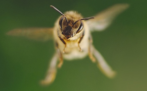 [AR03027-001] Tagebuch einer Biene