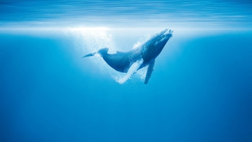 [AR02027-001] UNSERE OZEANE