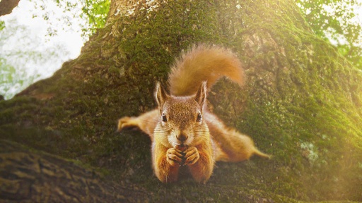 [AR03208-001] Die Eiche - Mein Zuhause